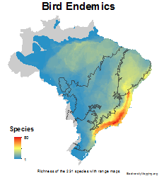 brazil_birds_endemics_thumb