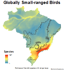 brazil_birds_small_ranged_thumb