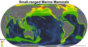 marine_mammals_small_ranged