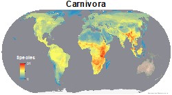 mammals_carnivora_thumb
