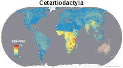 mammals_cetartiodactyla_thumb