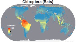mammals_rodentia_thumb