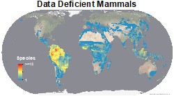mammals_chiroptera_thumb
