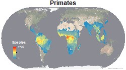 mammals_primates_thumb