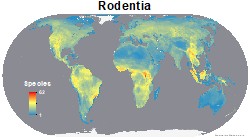 mammals_rodentia_thumb
