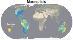 Mapping The World's Mammal Diversity