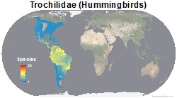 birds_trochilidae_thumb